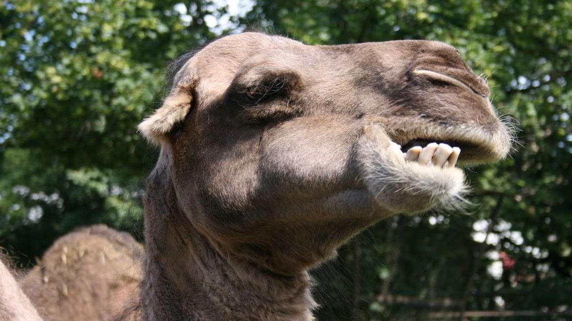 Lubelskie: Wielbłąd uciekł z cyrku Lubelskie: Wielbłąd uciekł z cyrku