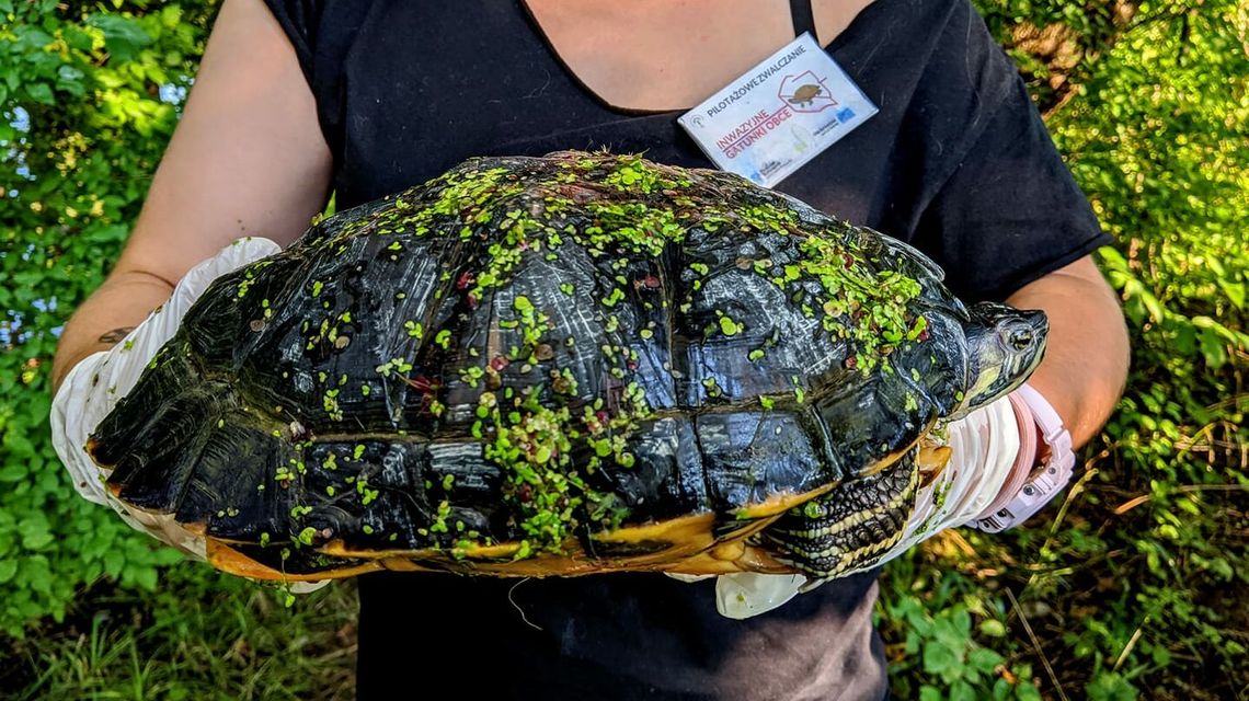 Lubelskie. Wielki żółw z Wisły.  Jak się pozbyć bezdomnych obcych