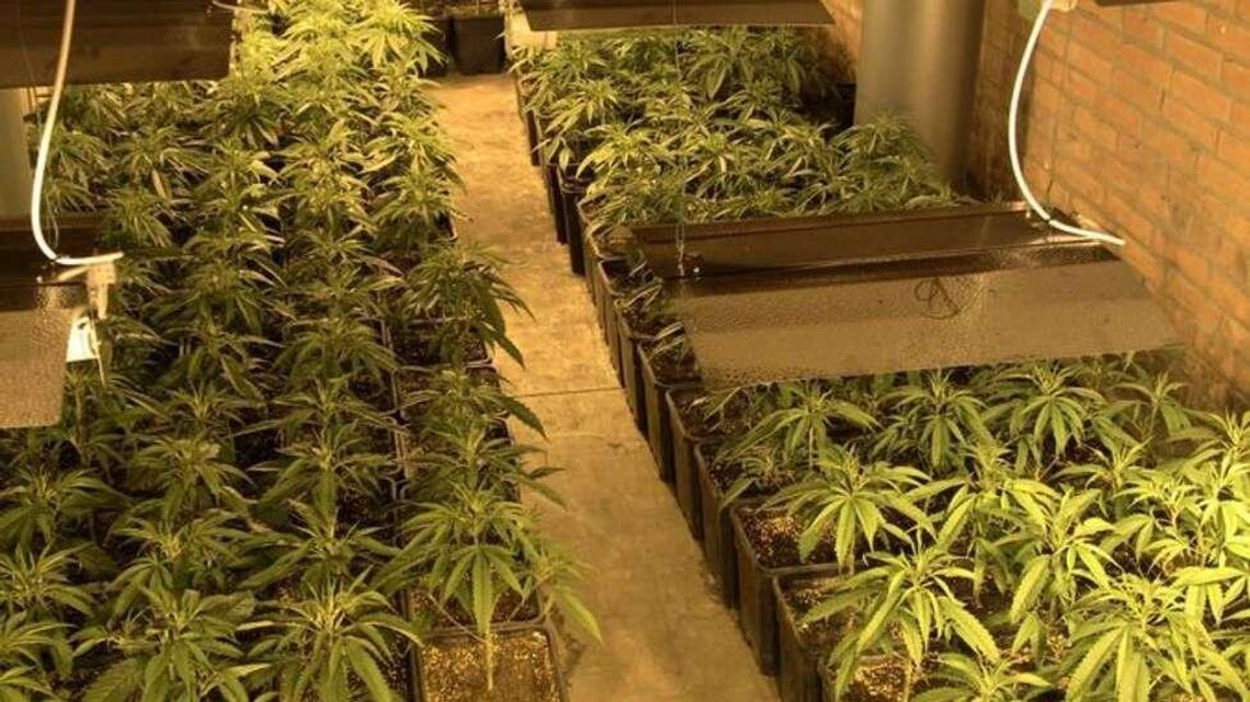 Lubelskie: Wietnamczycy uprawiali konopie na dużą skalę. Ziobro chce wyższych wyroków