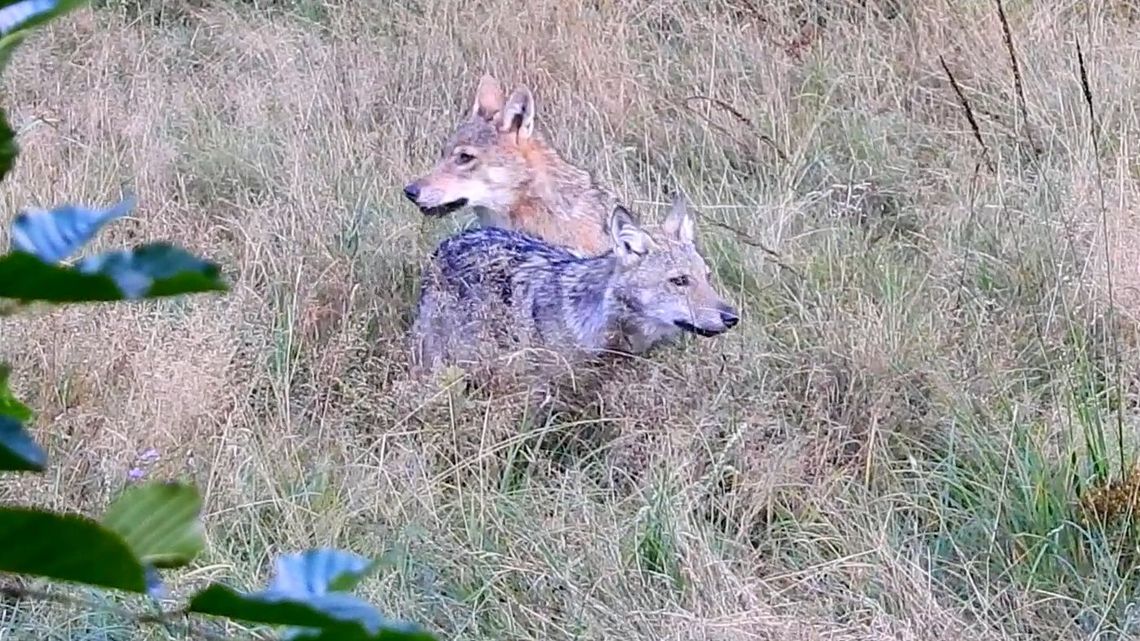 Lubelskie: Wilki czują się u nas świetnie. Ale trzeba mieć szczęście, żeby je zobaczyć Lubelskie: Wilki czują się u nas świetnie. Ale trzeba mieć szczęście, żeby je zobaczyć