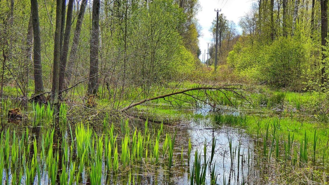 Lubelskie. Wiosna w obiektywie naszego Czytelnika Lubelskie. Wiosna w obiektywie naszego Czytelnika