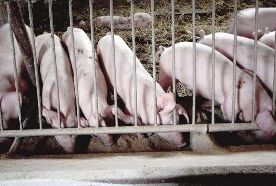 Lubelskie: Wirus atakuje. Sejmik chce stanu klęski żywiołowej w związku z ASF