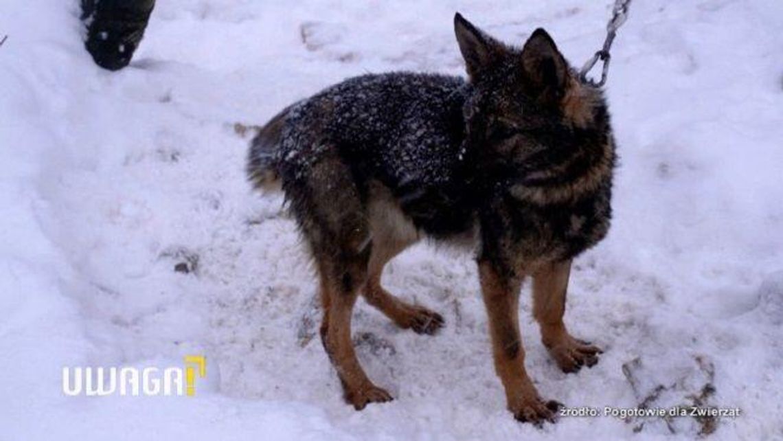 Lubelskie: Wychudzone i uwiązane do drzew psy odebrane właścicielowi. "Żyły tak przez wszystkie pory roku"