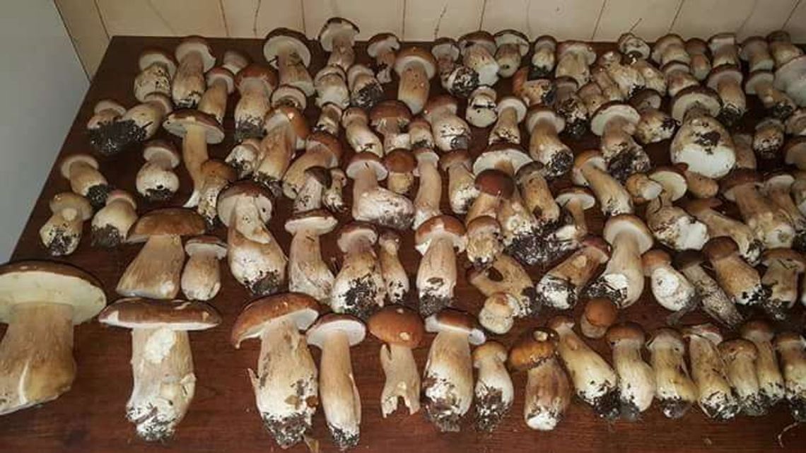 Lubelskie: Wysyp grzybów w lasach. Czytelnik: Warto rano wstać [zdjęcia]