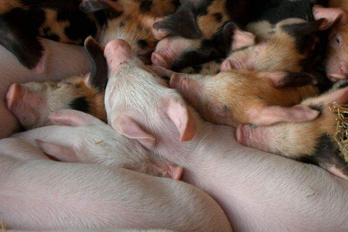 Lubelskie zagrożone afrykańskim pomorem świń. Nie będzie targów