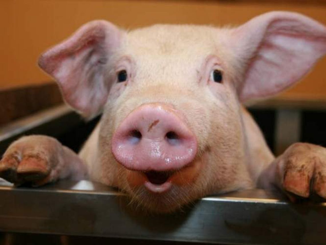 Lubelskie zagrożone afrykańskim pomorem świń, wojewoda wprowadza obostrzenia Lubelskie zagrożone afrykańskim pomorem świń, wojewoda wprowadza obostrzenia