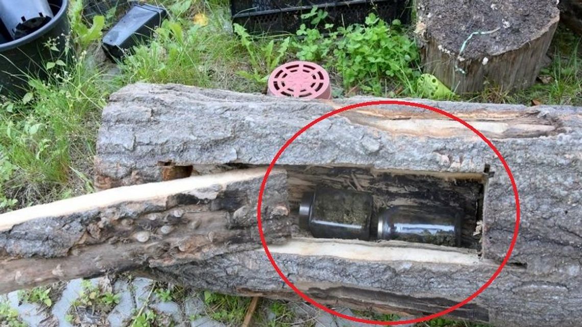 Lubelskie: Zaskakujące odkrycie policjantów. Pniak drzewa, a w środku wydrążony schowek