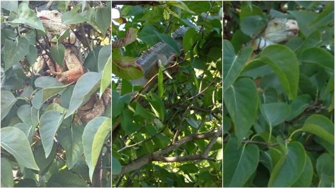 Lubelskie: Zaskakujące odkrycie w krzakach. Kiedy przyjechali policjanci, zwierzę uciekło na drzewo Lubelskie: Zaskakujące odkrycie w krzakach. Kiedy przyjechali policjanci, zwierzę uciekło na drzewo