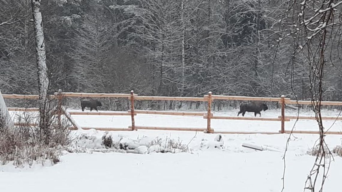 Lubelskie: Żubry już nawiały. Ważny apel leśników