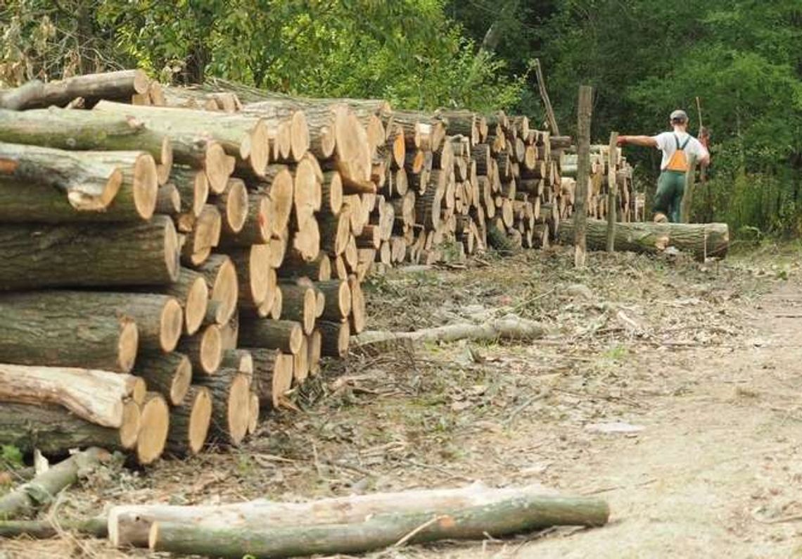 Lublin: 400 drzew poszło pod topór. "I tak by za jakiś czas zamarły" Lublin: 400 drzew poszło pod topór. "I tak by za jakiś czas zamarły"