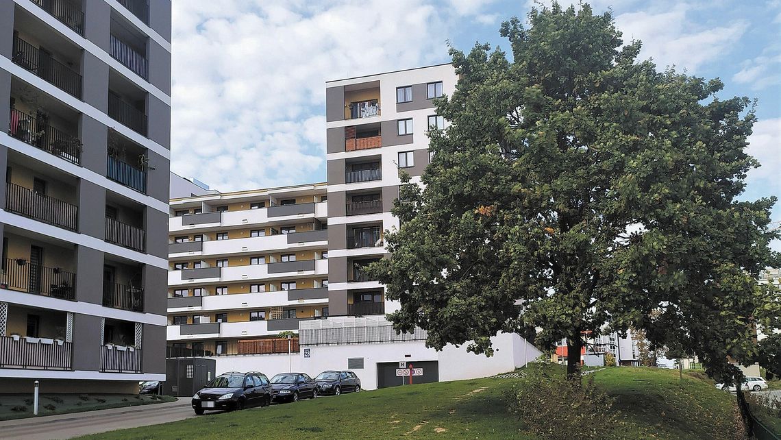 Lublin: A jednak można budować drogę bez wycinki jedynego dużego drzewa. Urząd zmienił zdanie