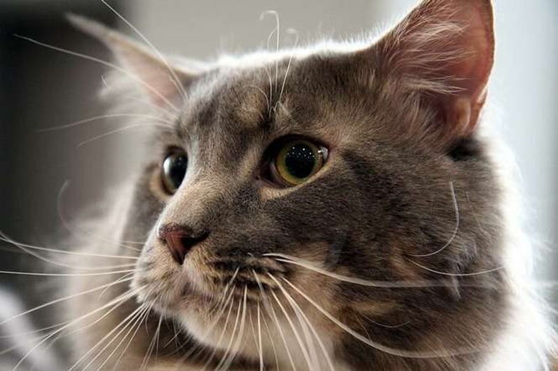 Lublin: Będzie bezpłatna kastracja i sterylizacja psów i kotów