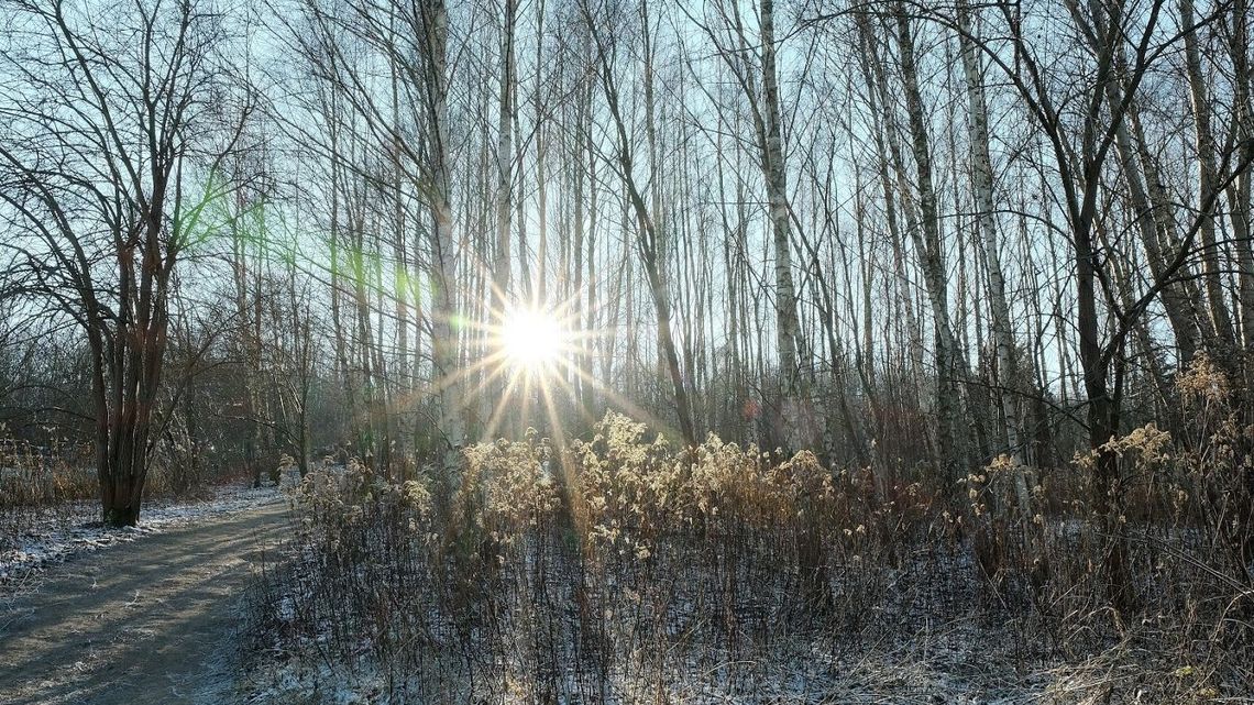 Lublin. Będzie mapa tysiąca drzew