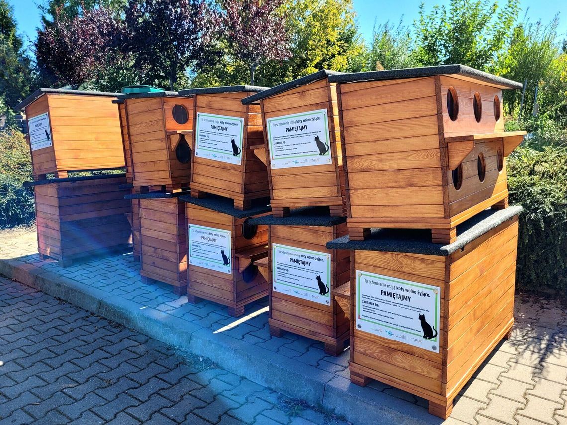 Lublin: Bezdomne koty dostaną swoje „M” Lublin: Bezdomne koty dostaną swoje „M”