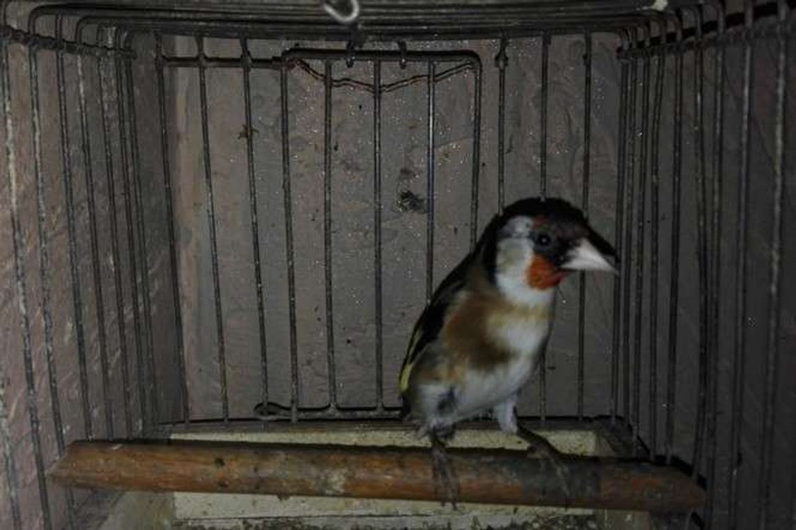 Lublin: Bezprawnie trzymał chronione ptaki. Wpadł przez przypadek