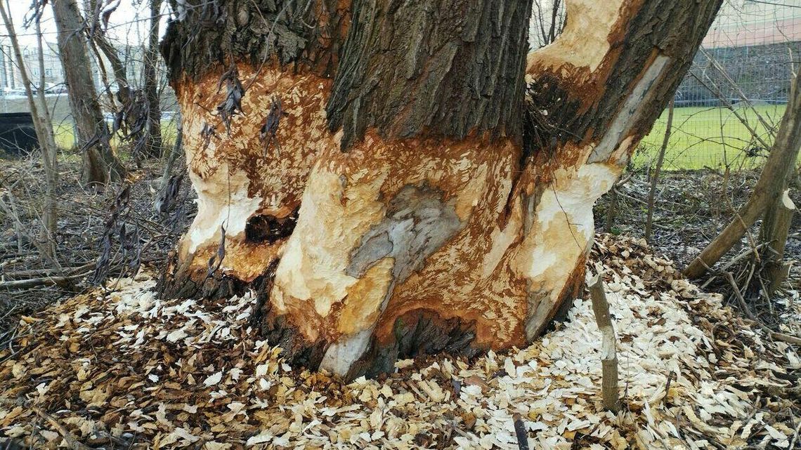 Lublin. Bobry szykują się do budowy tamy na rzece. Co teraz zrobią urzędnicy?