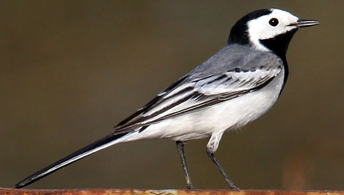 Lublin: Budki lęgowe w parku przy ul. Zawilcowej? Miasto nie ma na to pieniędzy Lublin: Budki lęgowe w parku przy ul. Zawilcowej? Miasto nie ma na to pieniędzy