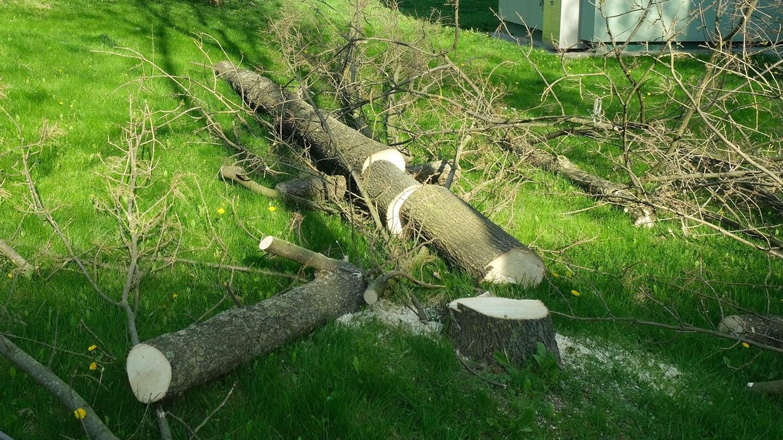 Lublin. Była wycinka i obietnica nowych drzew. Mieszkaniec domaga się dotrzymania słowa