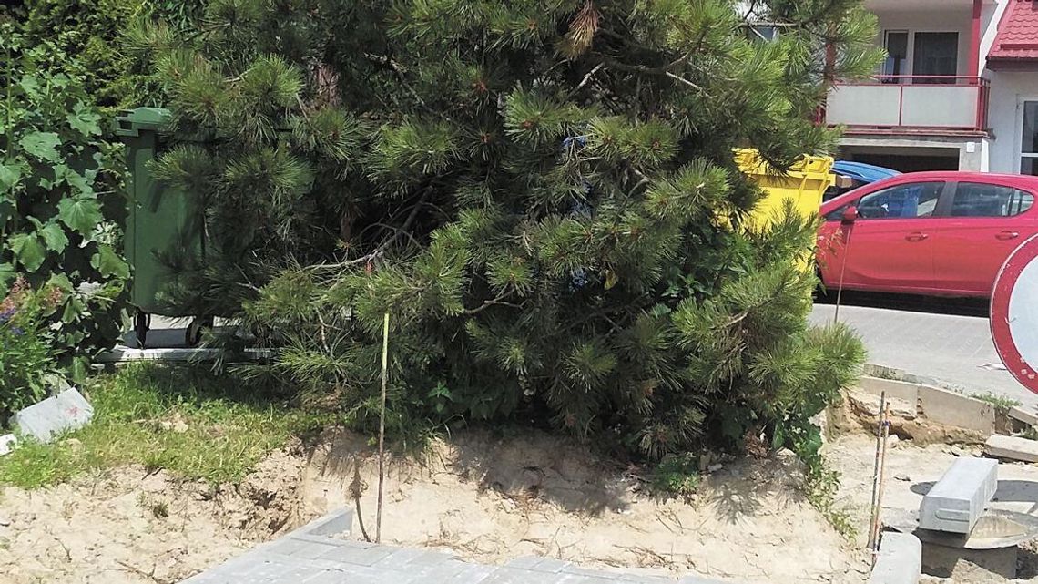 Lublin: Było drzewo, będzie chodnik