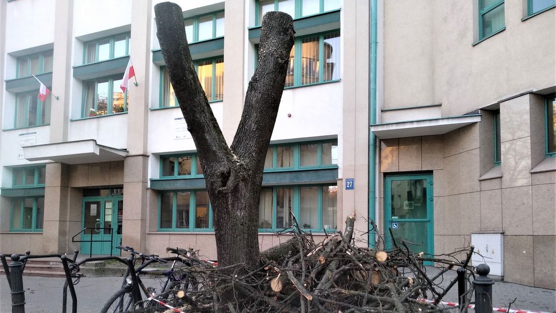 Lublin: Były drzewa, zostały pnie. "Stan zieleni w Śródmieściu mnie przeraża"