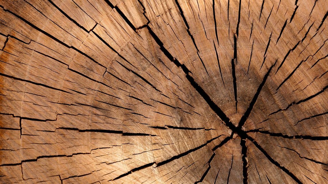 Lublin. Chcieli wyciąć drzewa, nie dostali zgody Ratusza Lublin. Chcieli wyciąć drzewa, nie dostali zgody Ratusza