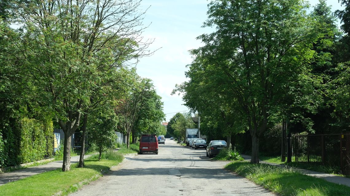 Lublin. Chirurg zajmie się starymi drzewami