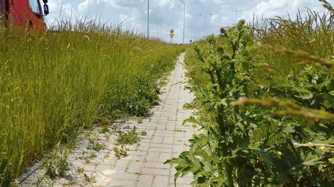 Lublin: Chodnikami zawładnęła zieleń, pieszym zostało niewiele miejsca