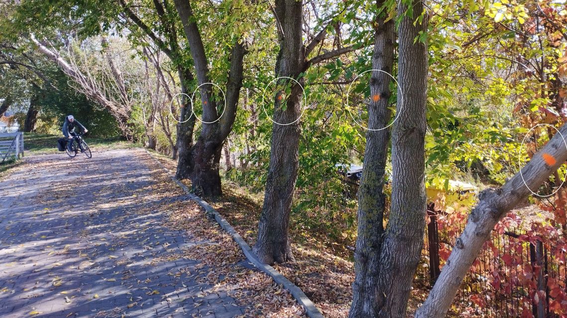 Lublin. Co oznaczają czerwone kropki na drzewach? Zapowiedź wielkiej wycinki?