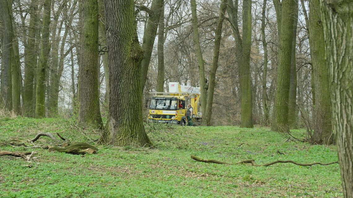 Lublin. Co tną w parku na Węglinie? Lublin. Co tną w parku na Węglinie?