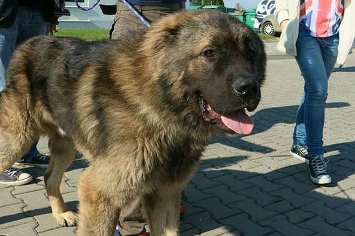 Lublin: Darmowa sterylizacja psów i kotów