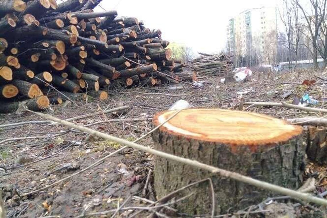 Lublin: Deweloper wyciął drzewa. Tłumaczenie: Bo ludzie śmiecili (zdjęcia) Lublin: Deweloper wyciął drzewa. Tłumaczenie: Bo ludzie śmiecili (zdjęcia)