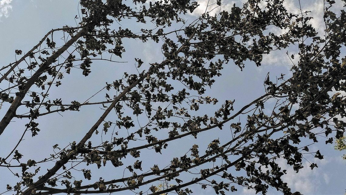 Lublin. Dopiero co posadzili, a już uschły