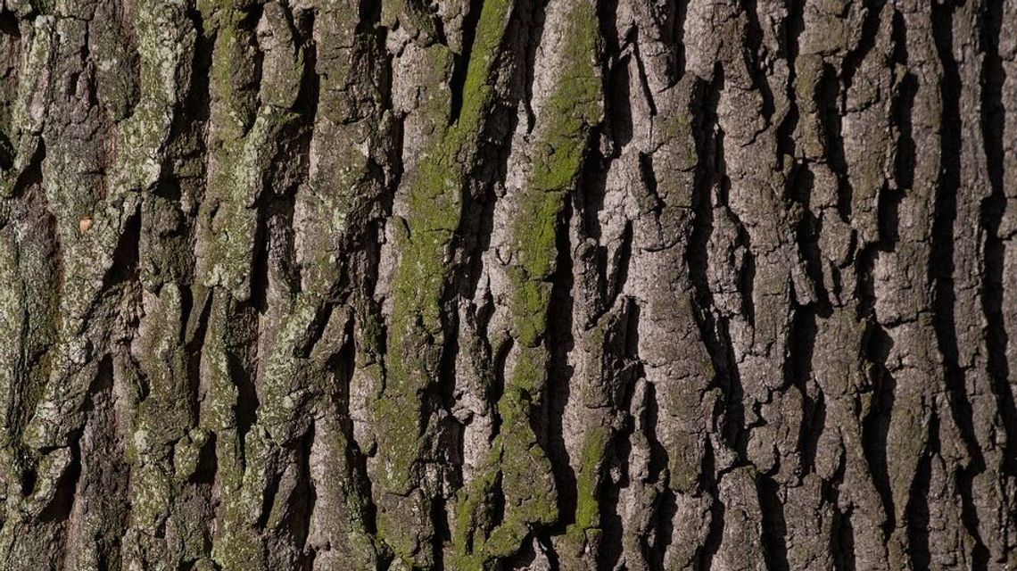 Lublin: Drzewa przy torach do wycięcia