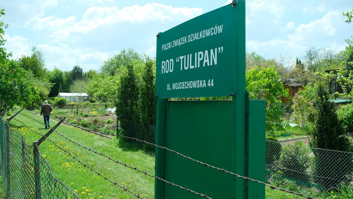 Lublin. "Inwazja dzików" przeszła przez ogródki i teraz miasto da pieniądze na naprawę