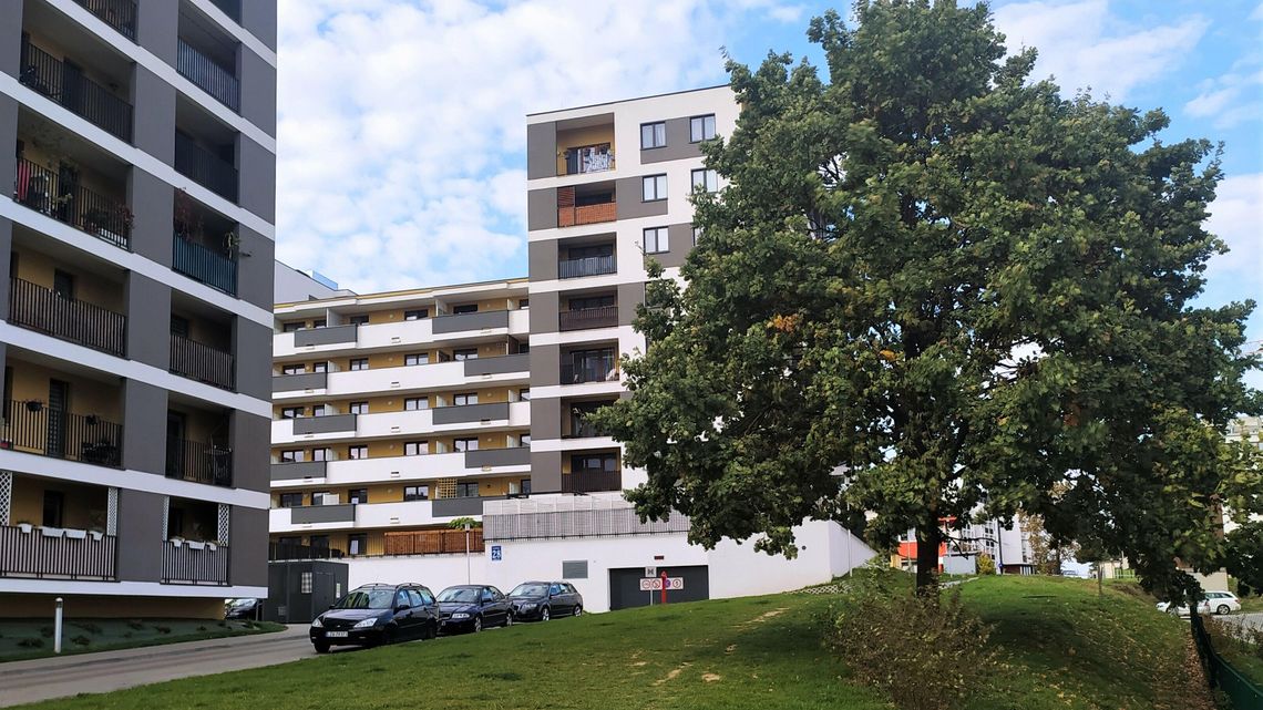 Lublin: Jest dąb, a ma być beton. Ratusz planuje wycinkę