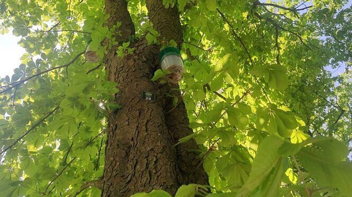 Lublin już nie owija drzew lepką folią. Inaczej walczy ze szkodnikami