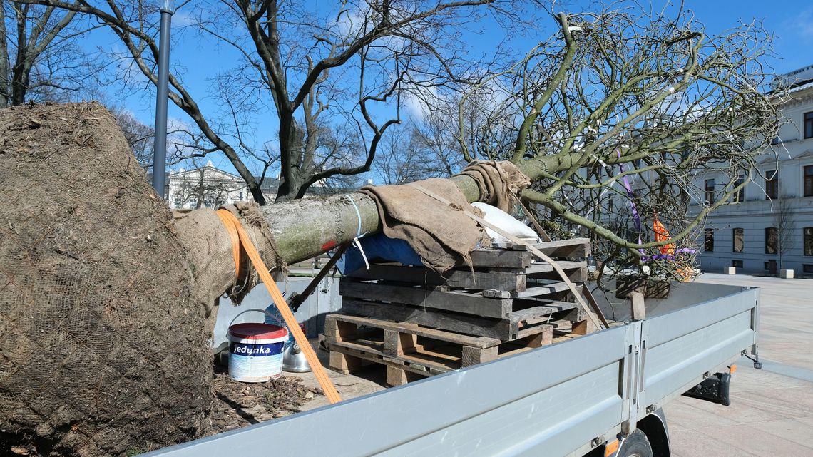 Lublin: Już trzeba było wymieniać drzewo na pl. Litewskim. Kasztanowiec obumarł Lublin: Już trzeba było wymieniać drzewo na pl. Litewskim. Kasztanowiec obumarł