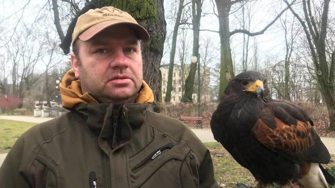 Lublin: Kiedy Harry wzlatuje nad konary, to boją się go gawrony. Rozmowa z lubelskim sokolnikiem