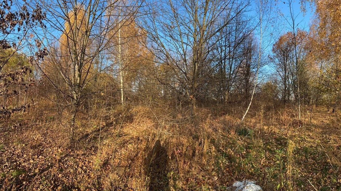 Lublin. Kilkadziesiąt drzew do wycinki. Będzie nowy sklep