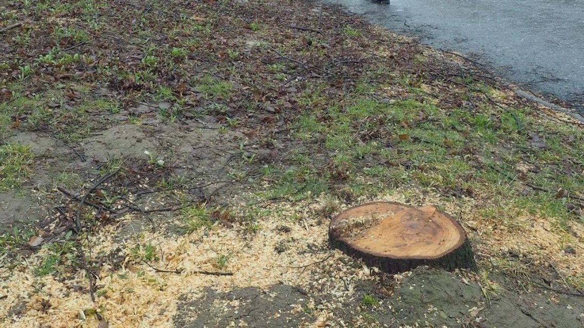 Lublin: Kolejarze chcą ciąć drzewa na Bronowicach, bo nie lubią zasp 