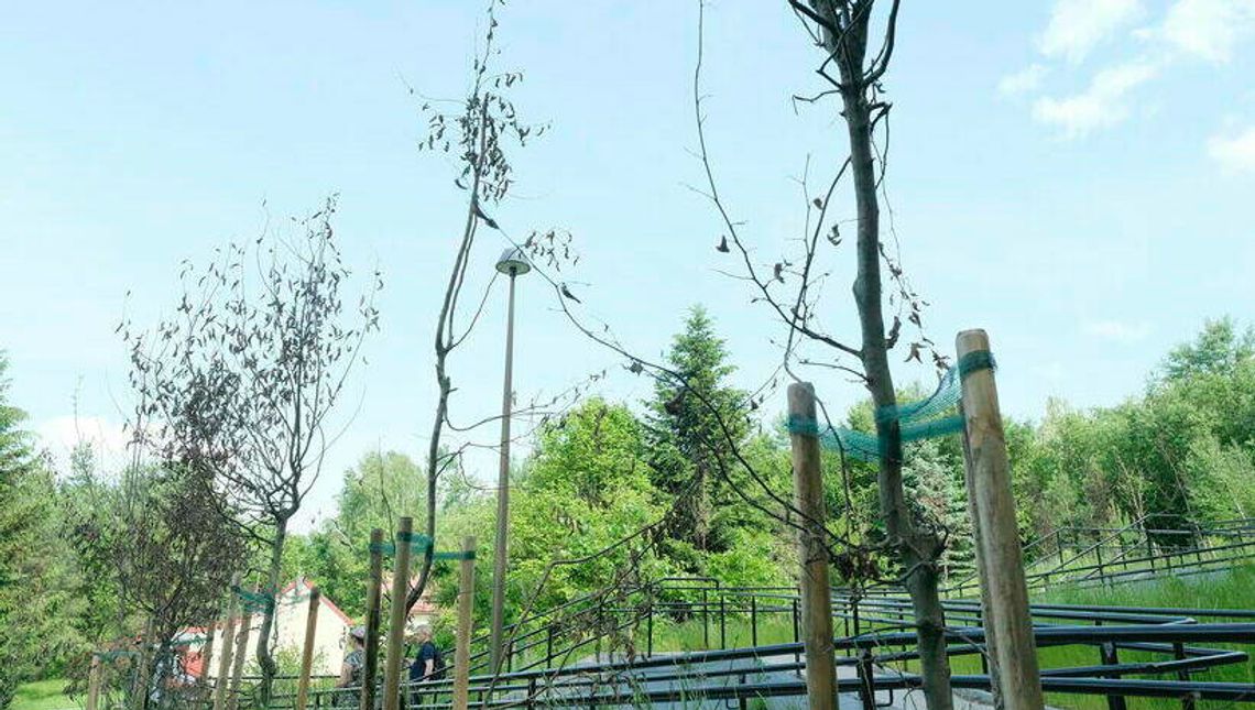 Lublin. Kolejne podejście do drzew. Mają być wymienione, bo obumarły