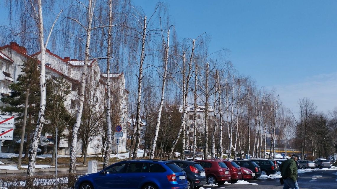 Lublin: Komu przeszkadzały drzewa? Urzędników zaalarmowali mieszkańcy [zdjęcia]