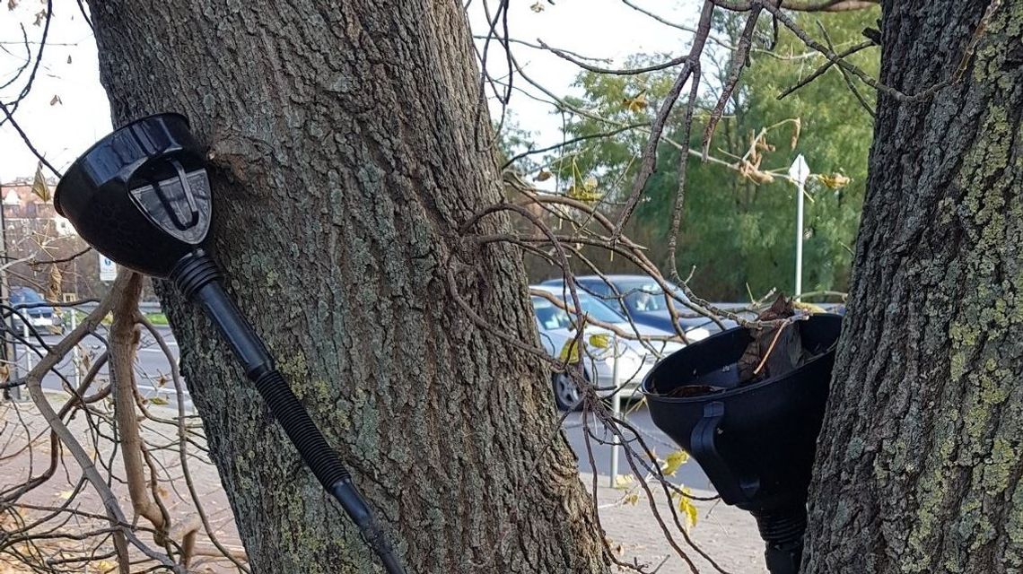 Lublin: Ktoś celowo niszczy drzewa. Próbuje je zatruć