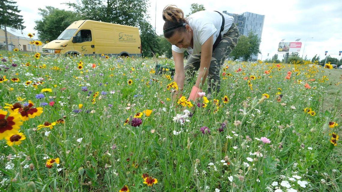Lublin: Łąka zakwitła na pasie zieleni przy ruchliwej ulicy [zdjęcia]