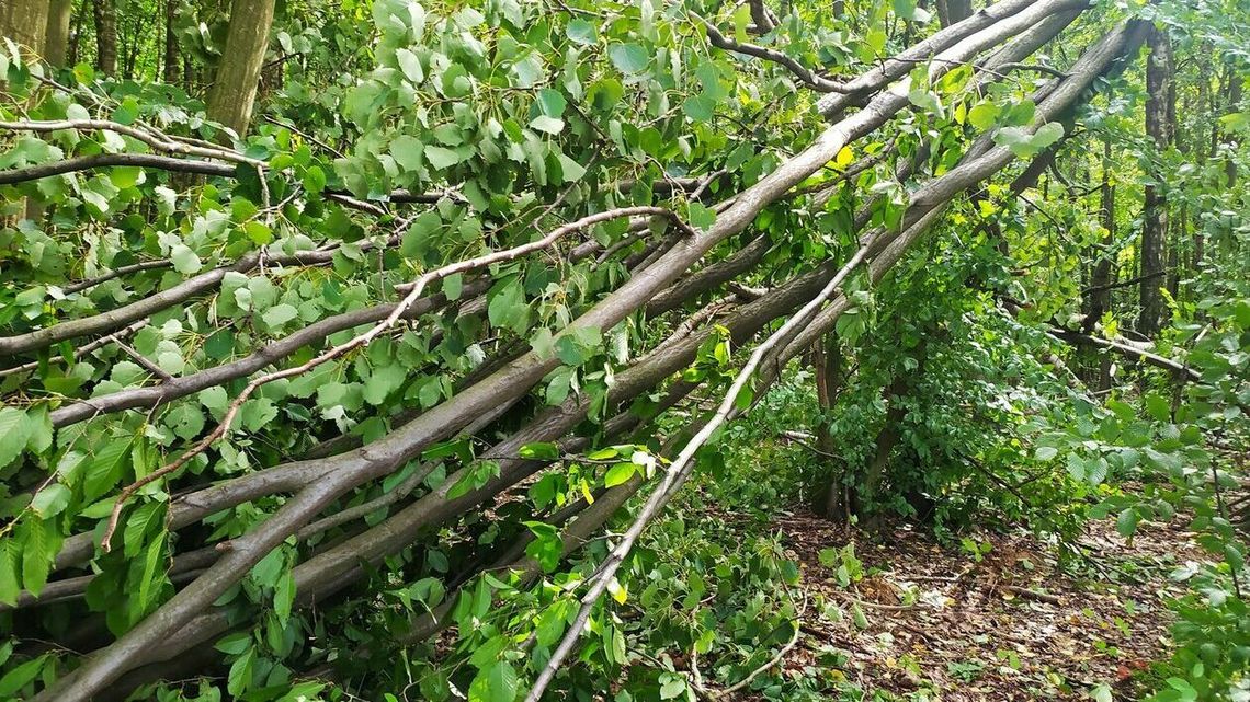 Lublin: Las będzie dalej zamknięty. Ale tylko w połowie