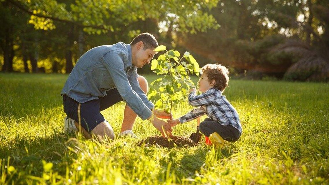 Lublin. Leśnicy rozdają dziś drzewa