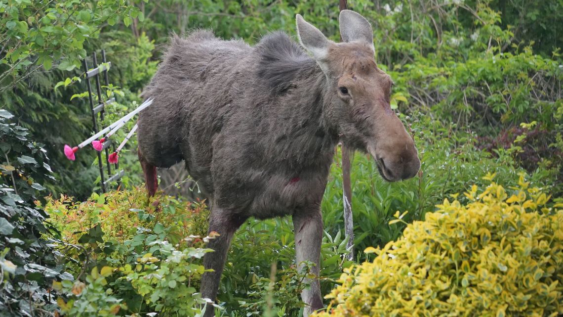Lublin: Łoś nadział się na ogrodzenie. Został uśpiony [zdjęcia, wideo]