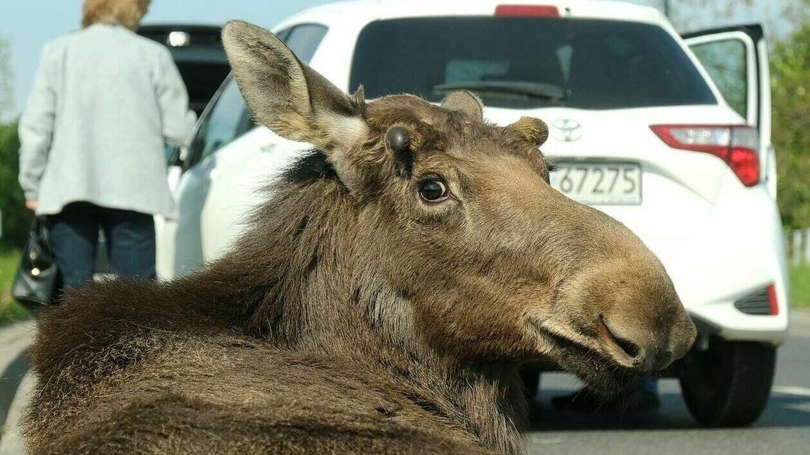 Lublin. Łoś z porannego wypadku został uśpiony. Drugi wbiegł na teren szkoły