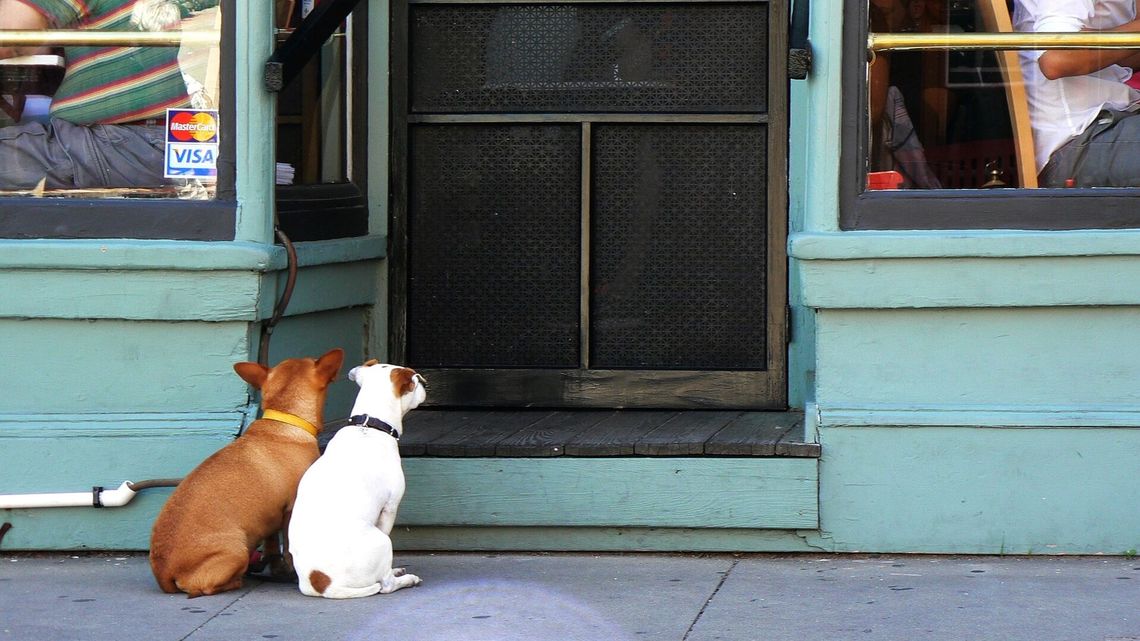Lublin ma być bardziej psi i koci. Czy nowy pomysł chwyci w restauracjach?