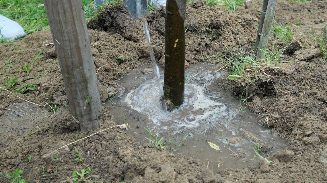 Lublin ma do podziału tysiąc drzew. Gdzie zgłosić miejsce na sadzonkę?